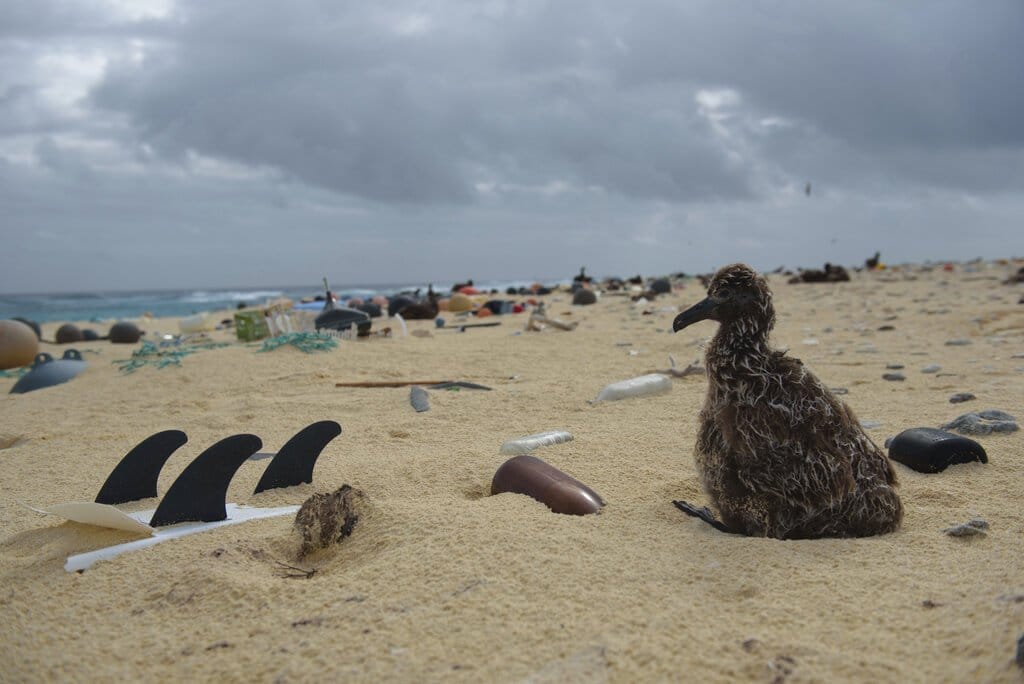 A crew, returned from the northernmost islands in the Hawaiian