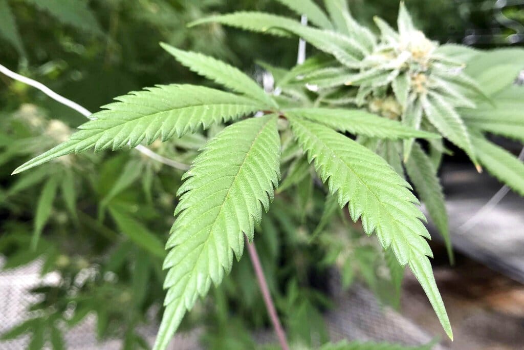 Recreational marijuana legalized in New Mexico
