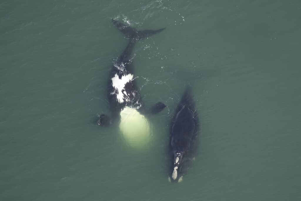 North Atlantic right whales
