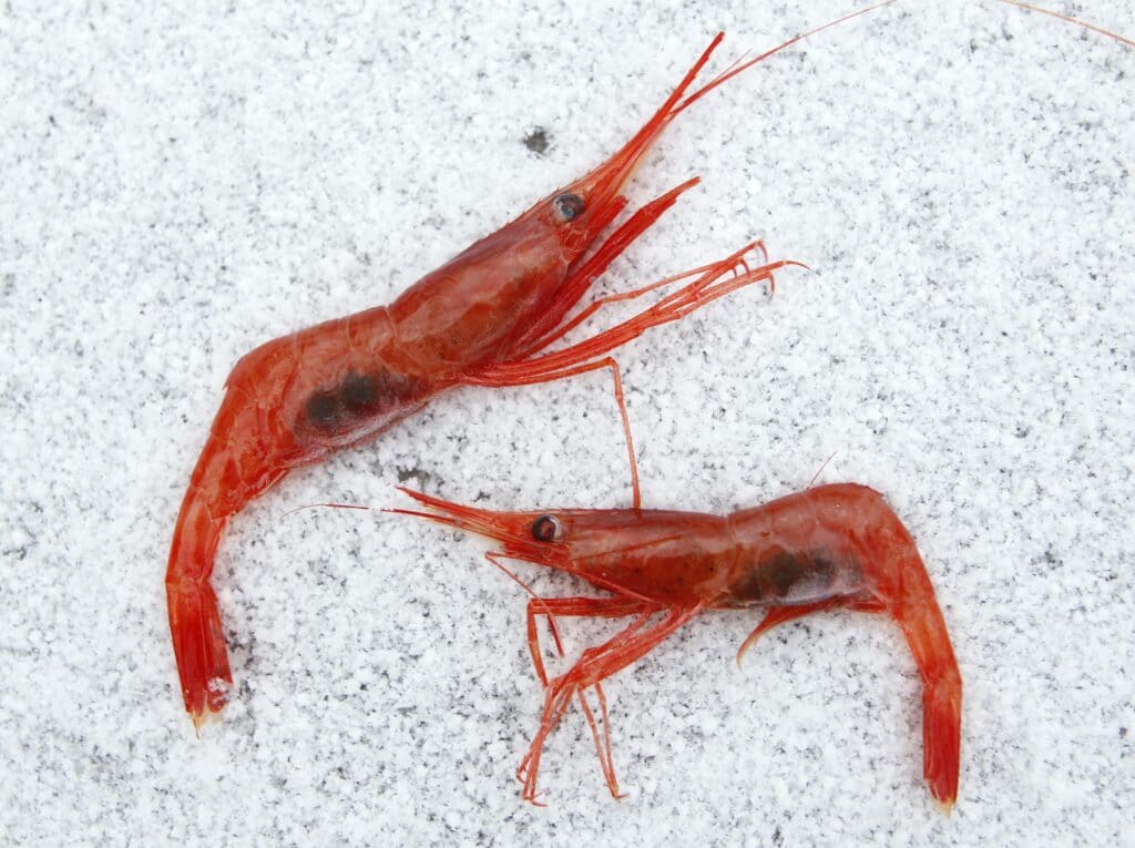 Maine's depleted shrimp