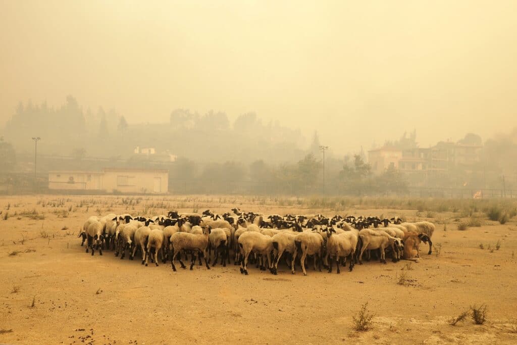 Greek wildfires