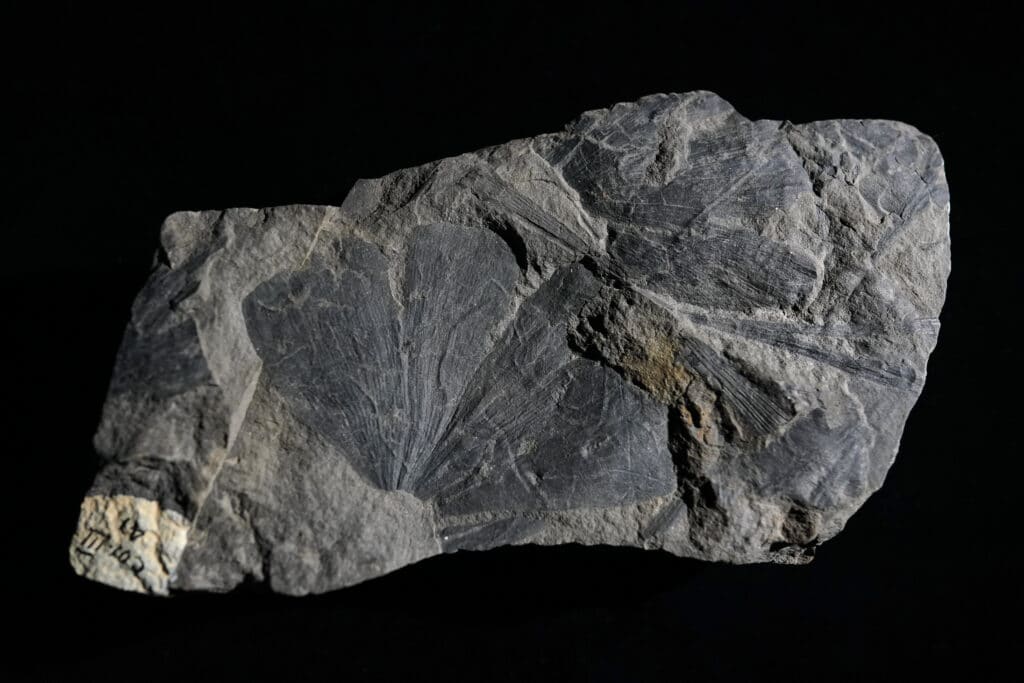 fossil