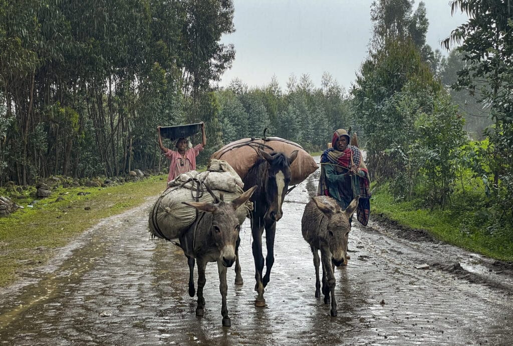 Tigray