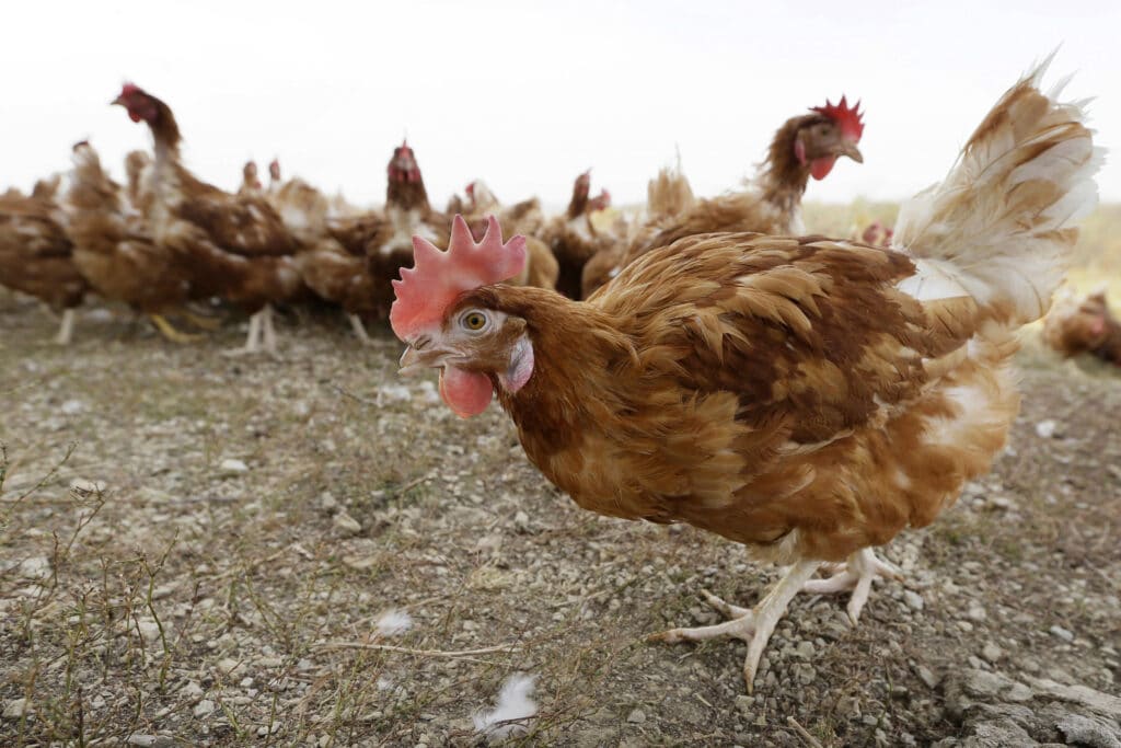 free-range hens