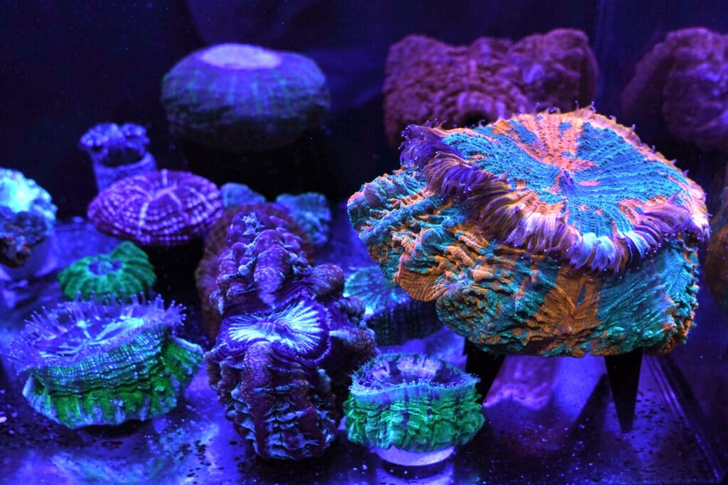 reefs