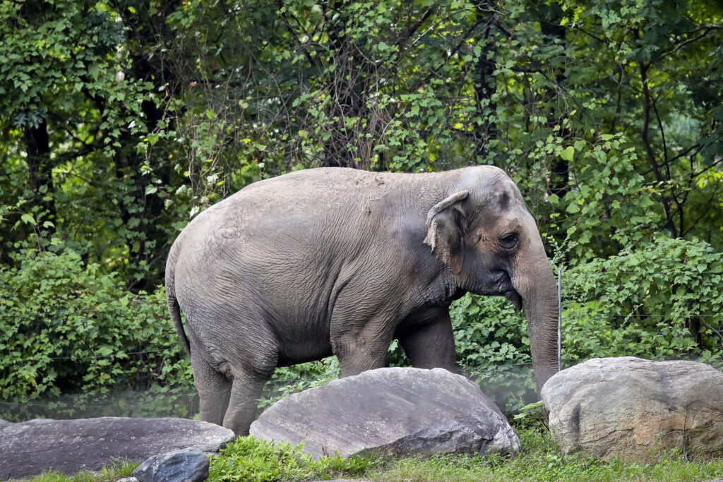 Happy the elephant