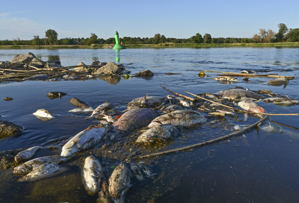 Poland investigates 'ecological catastrophe' of fish die-off