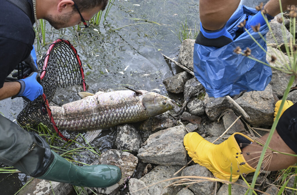 High salinity found in European river after fish die-off