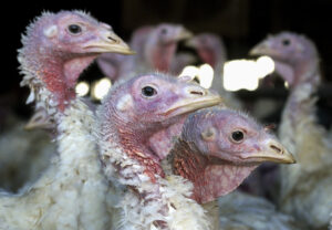Fatal Bird Flu back to Midwest Sooner than expected