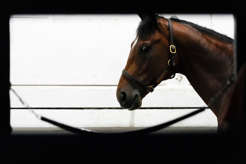 Journalism Favored to Win 2024 Preakness Stakes