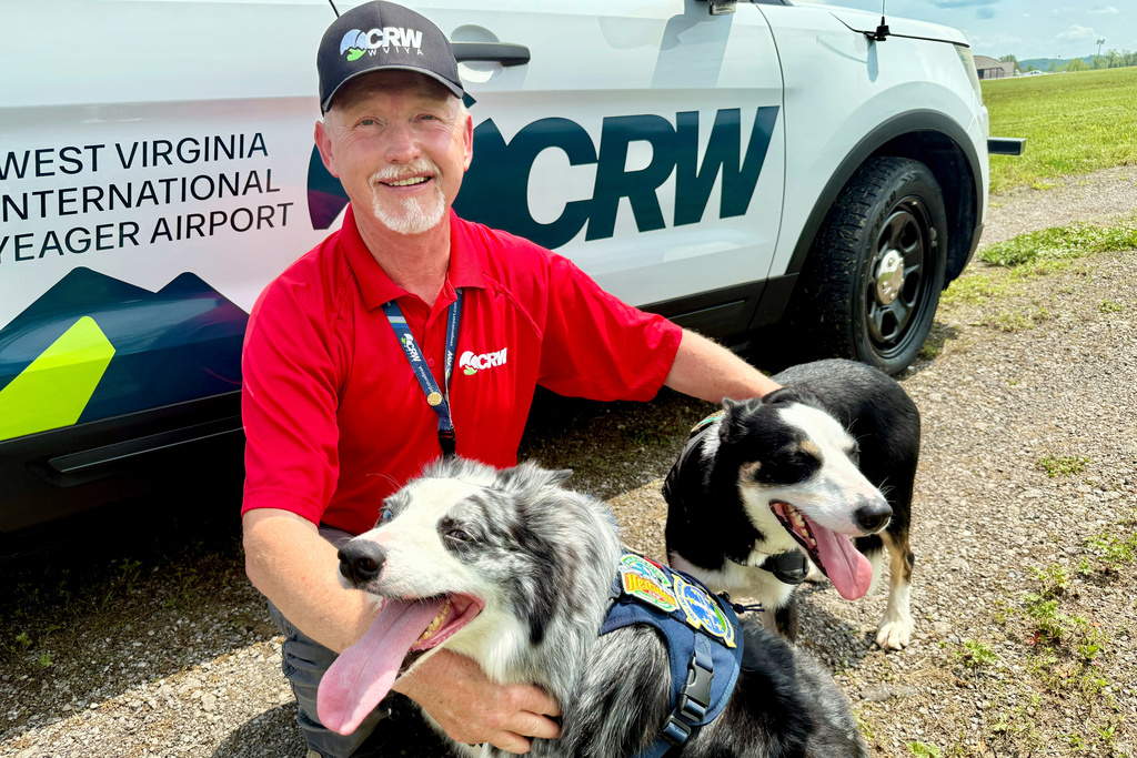 Dogs Hercules and Ned Guard Skies, Calm Flyers