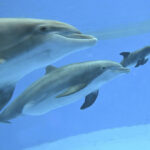Brookfield Zoo Welcomes Dolphin Calf After Labor
