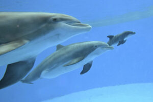Brookfield Zoo Welcomes Dolphin Calf After Labor