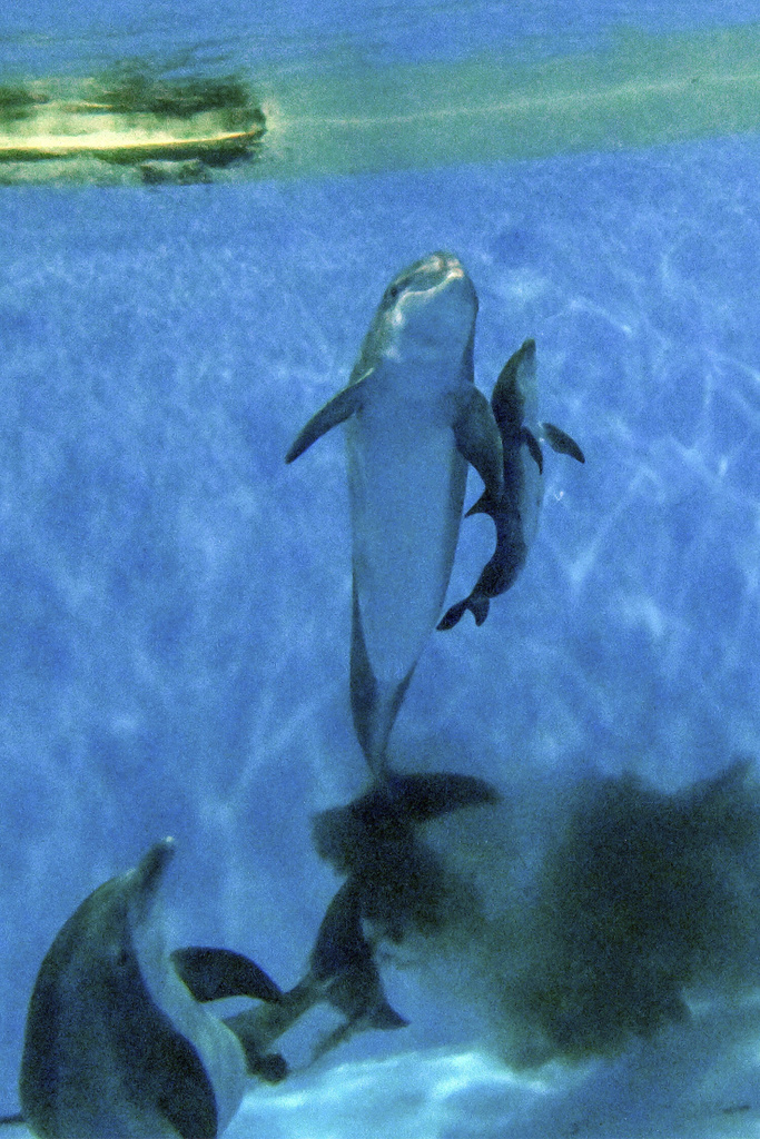 Brookfield Zoo Welcomes Dolphin Calf After Labor