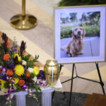 Gilbert the Golden Retriever Lies in State with Hortmans